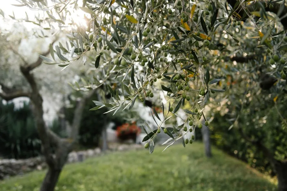 Pierre Charmasson au travail dans un jardin avignonnais