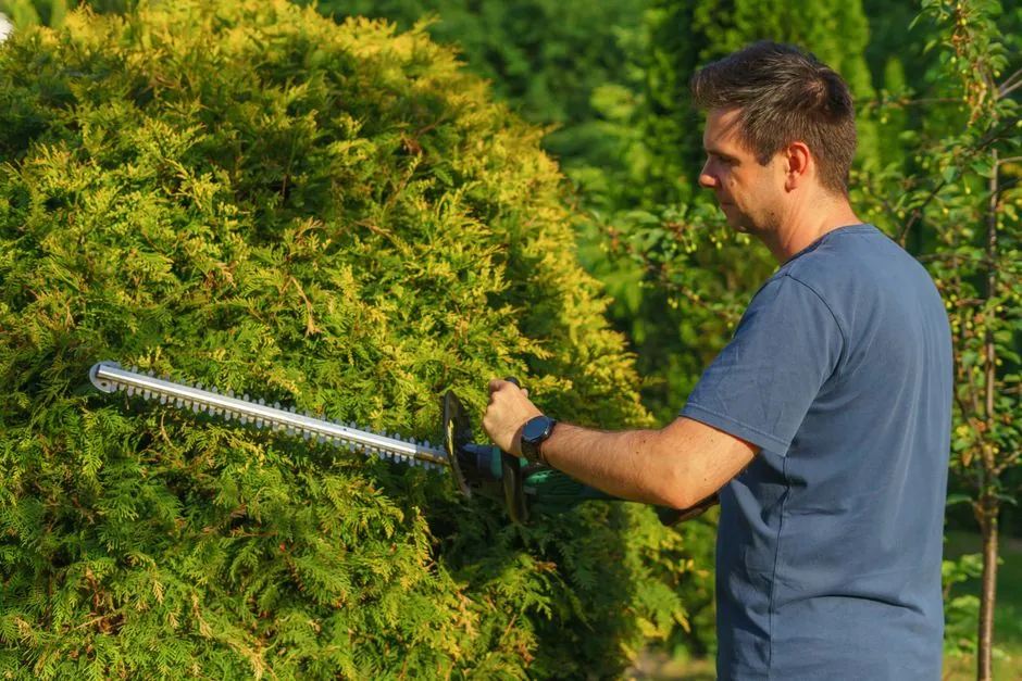 Amenagement vegetal exterieur