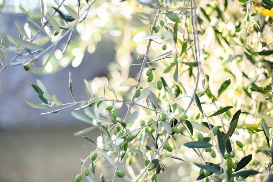 Jardin mediterraneen amenage par Hortus Charmasson Paysage, oliviers et plantations soignees